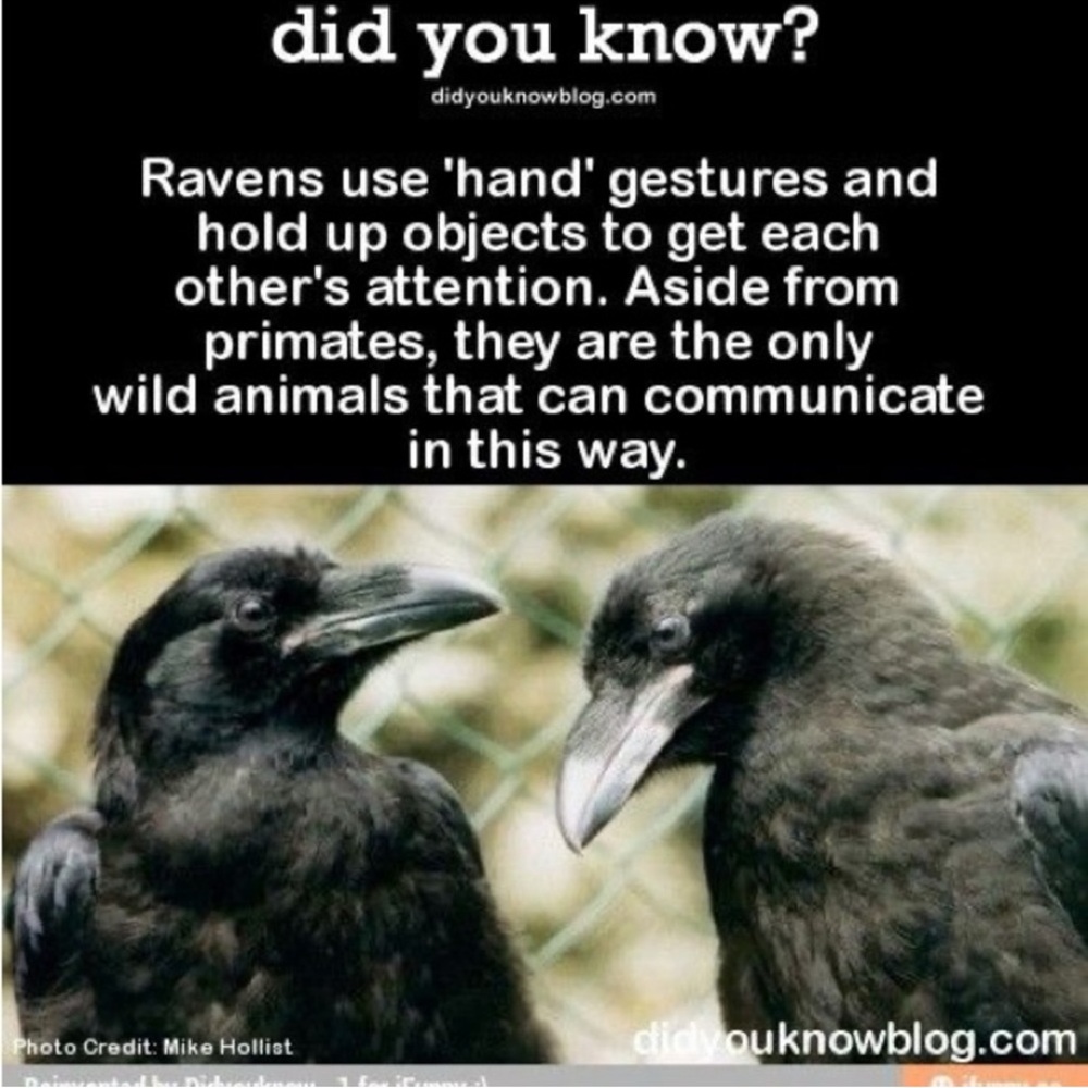 $2 RAVEN PIN/BROOCH. ENAMEL/METAL. NEW. $2 WITH ANY $10 ORDER OR MORE - Picture 14 of 16